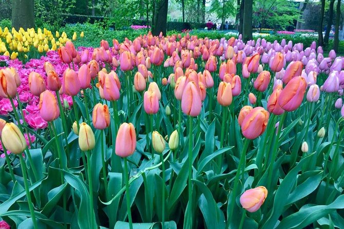 Keukenhof's Tulips and Windmills Small-Group Tour from Amsterdam - Traffic, Crowds, and the Small-Group Advantage