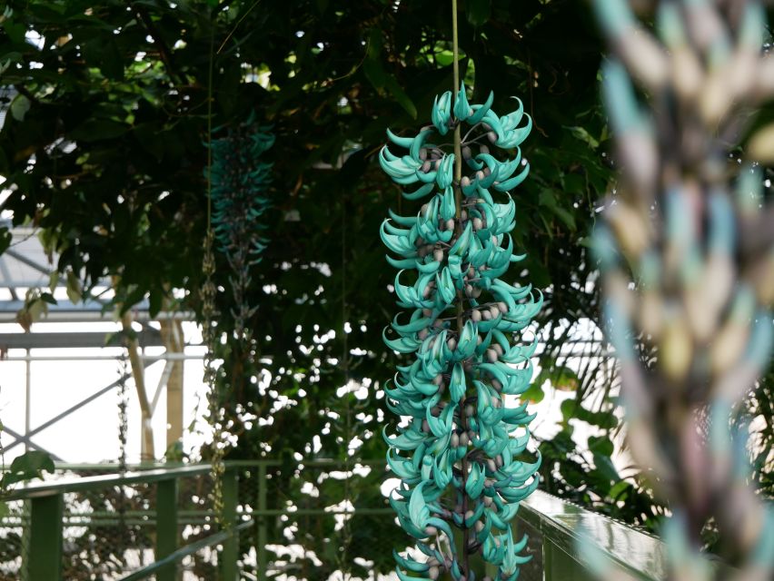 Leiden: Hortus Botanicus Entry Ticket - The glasshouse, tropical orchids, and Southeast Asian plants