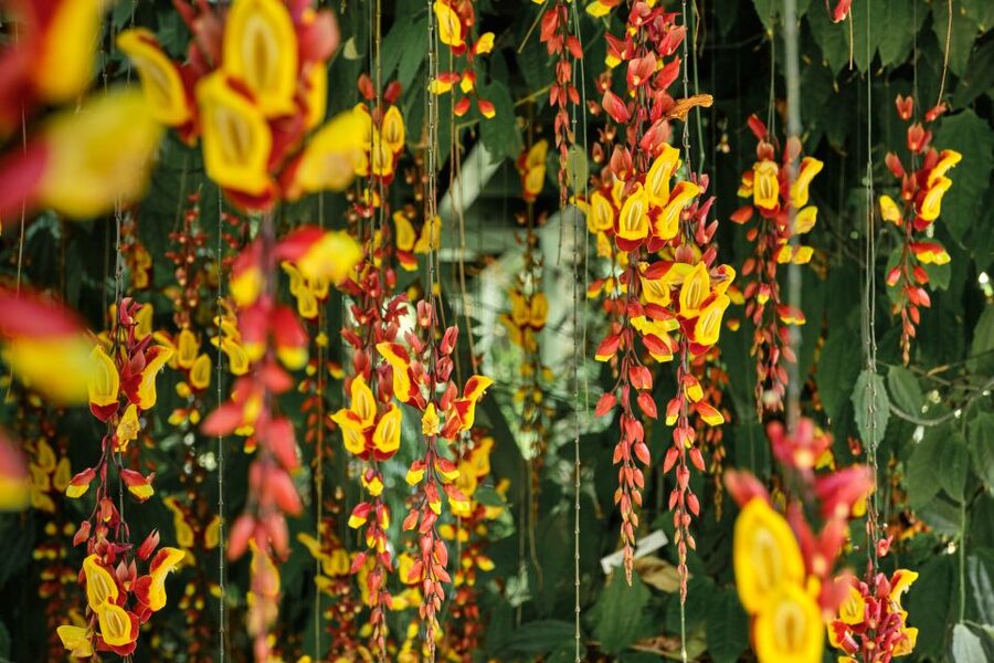 Leiden: Hortus Botanicus Entry Ticket - A simple route for your 90-minute visit