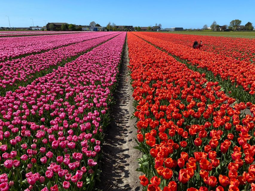 Lisse: Enjoy the Tulip Fields by Bike with a Local Guide! - When to book for the best flowers