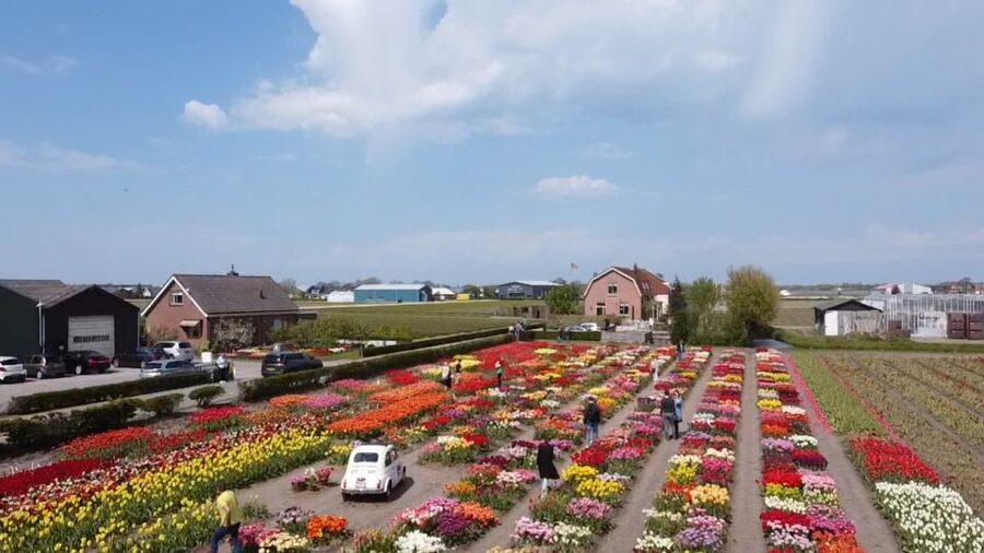 Lisse: Enjoy the Tulip Fields by Bike with a Local Guide! - A flower farm with a show garden