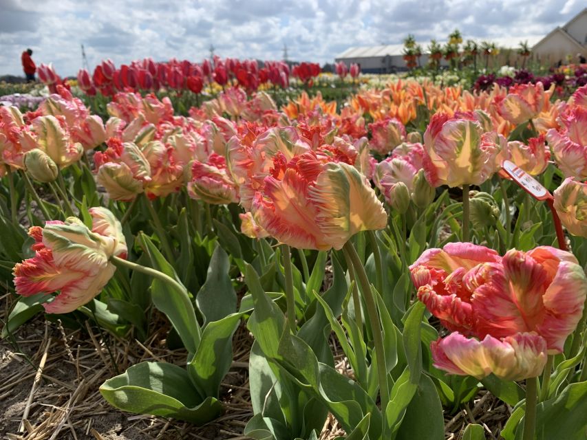 Lisse: Enjoy the Tulip Fields by Bike with a Local Guide! - Riding beside Keukenhof and Kasteel Keukenhof