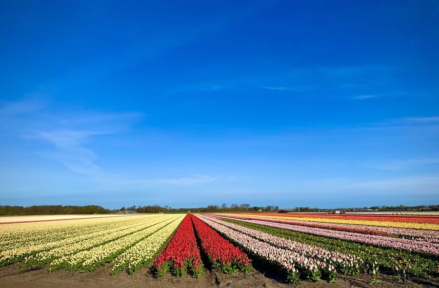 Lisse: Enjoy the Tulip Fields by Bike with a Local Guide! - What the $58 price includes