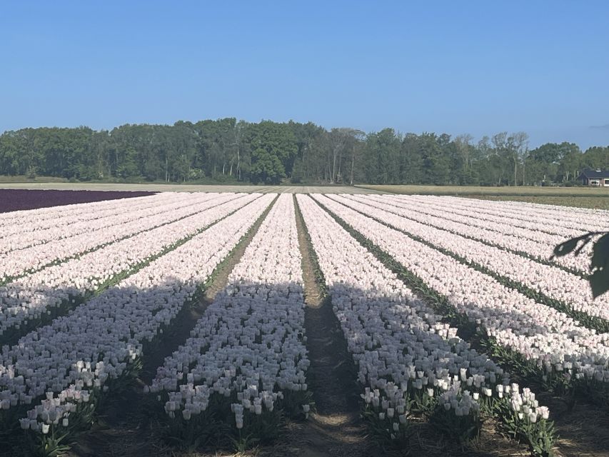 Lisse: Enjoy the Tulip Fields by Bike with a Local Guide! - Starting at Restaurant Hanami in Lisse