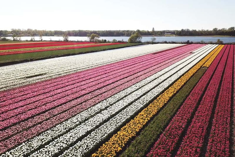 Lisse: Self-Guided Tulip Fields GPS Audio Tour - Key points at a glance