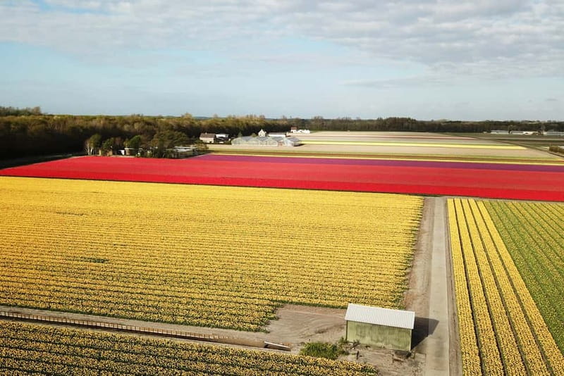 Lisse: Self-Guided Tulip Fields GPS Audio Tour - Why this is different from visiting Keukenhof