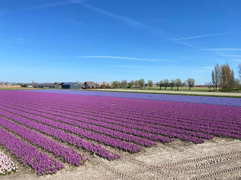 Lisse: Self-Guided Tulip Fields GPS Audio Tour - Following the GPS through the bulb region