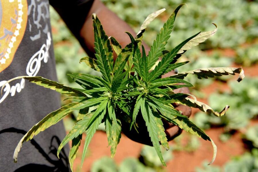 Mike Tyson inspired cannabis tour PRIVATE - A heavyweight theme in Amsterdam’s historic center