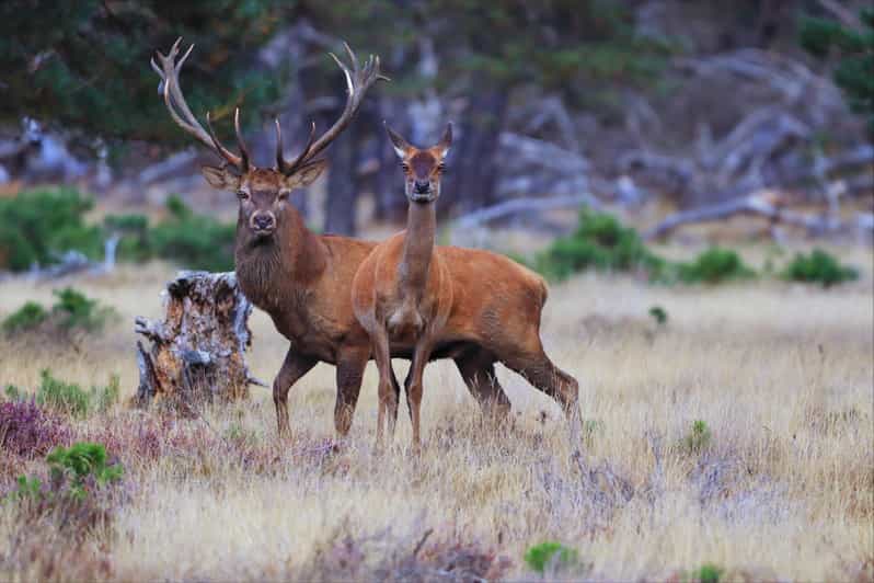 Otterlo: De Hoge Veluwe National Park Entry Ticket - What the $16 ticket really includes
