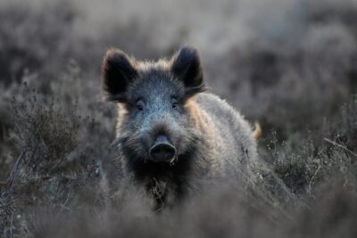 Otterlo: De Hoge Veluwe National Park Entry Ticket