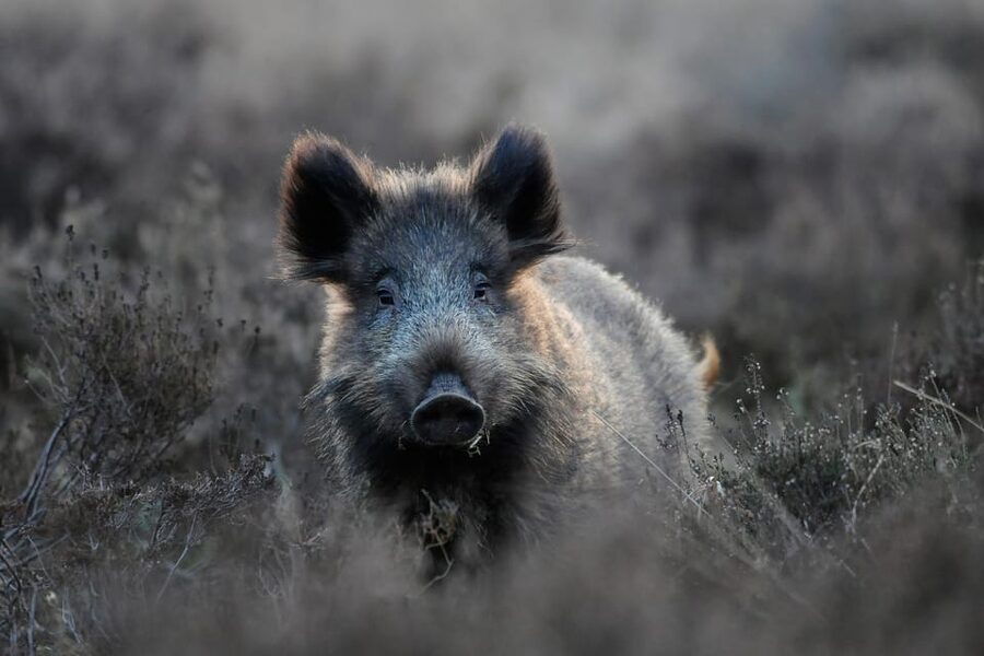 Otterlo: De Hoge Veluwe National Park Entry Ticket - Starting at Museonder beneath the earth