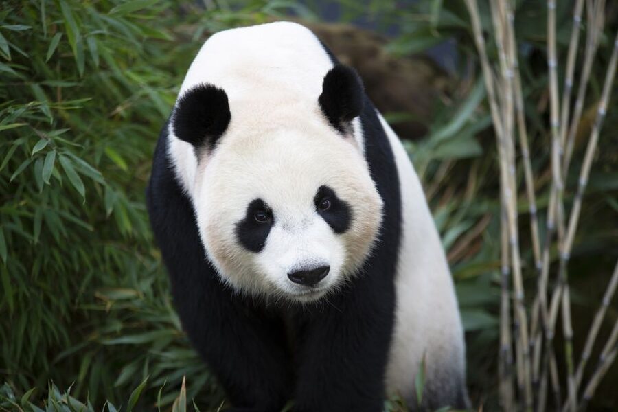 Rhenen: Ouwehands Zoo Entry Ticket - Key points to know before you go