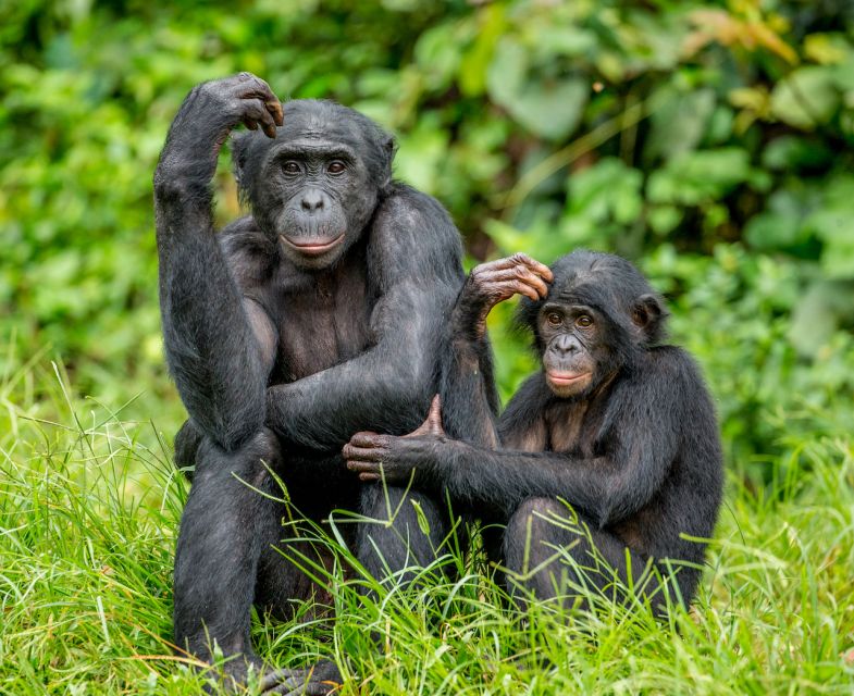 Rhenen: Ouwehands Zoo Entry Ticket - A simple way to plan your day