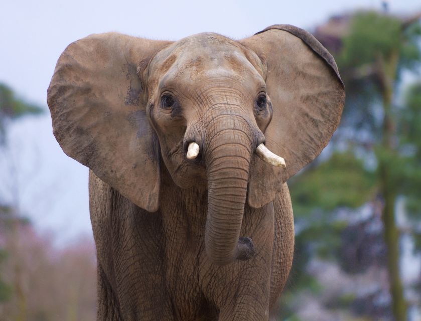 Rhenen: Ouwehands Zoo Entry Ticket - Should you book this zoo ticket?