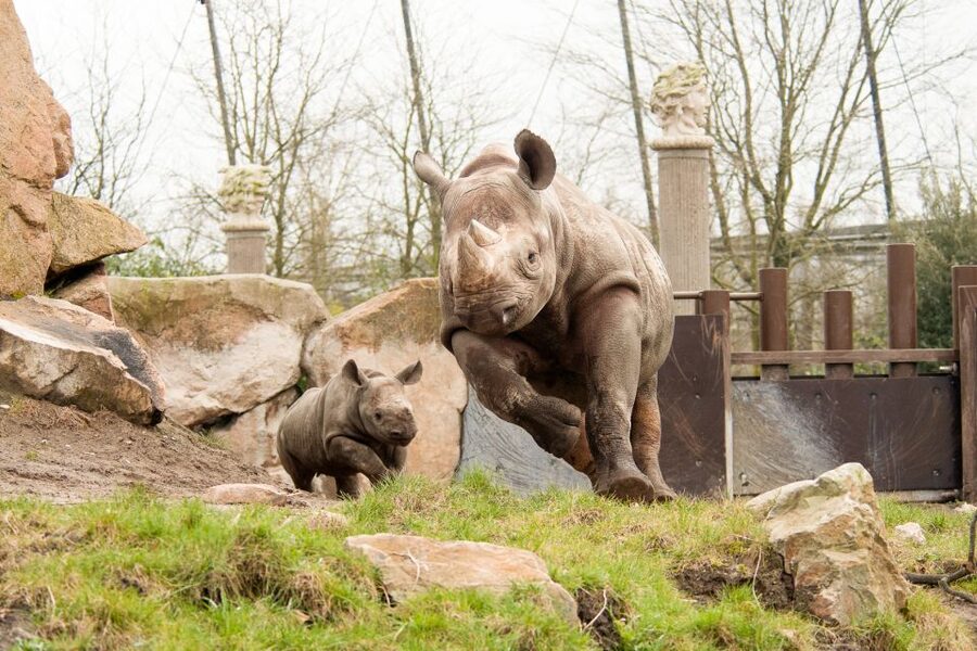Rotterdam: Rotterdam Zoo Blijdorp Entry Ticket - Africa’s savanna path and Gorilla Island