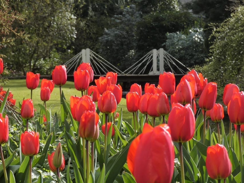 Rotterdam: Trompenburg Botanical Gardens Entry Ticket - Seasonal flowers, shrubs, bulbs, and tubers