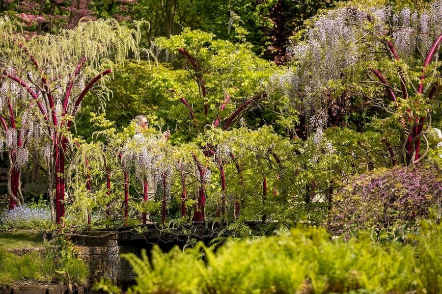 Rotterdam: Trompenburg Botanical Gardens Entry Ticket - Accessibility and who will enjoy the visit