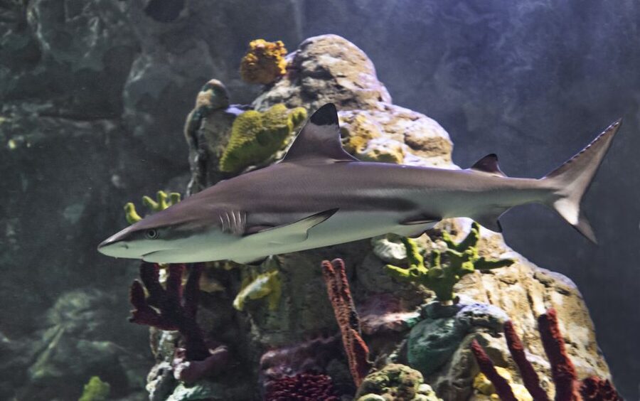 Scheveningen, The Hague: Sea Life Entry Ticket - Key points
