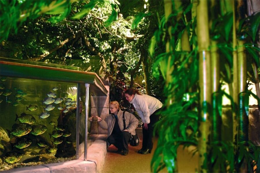 Scheveningen, The Hague: Sea Life Entry Ticket - The underwater tunnel is the main event