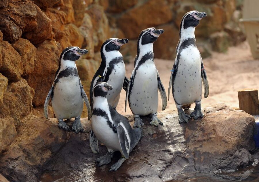 Scheveningen, The Hague: Sea Life Entry Ticket - Who will enjoy Sea Life Scheveningen most