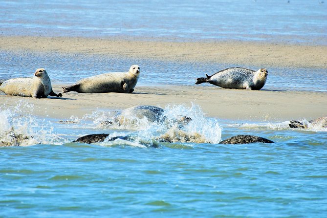 Seal Safari at UNESCO Site Waddensea from Amsterdam - Key points about the Wadden Sea seal safari