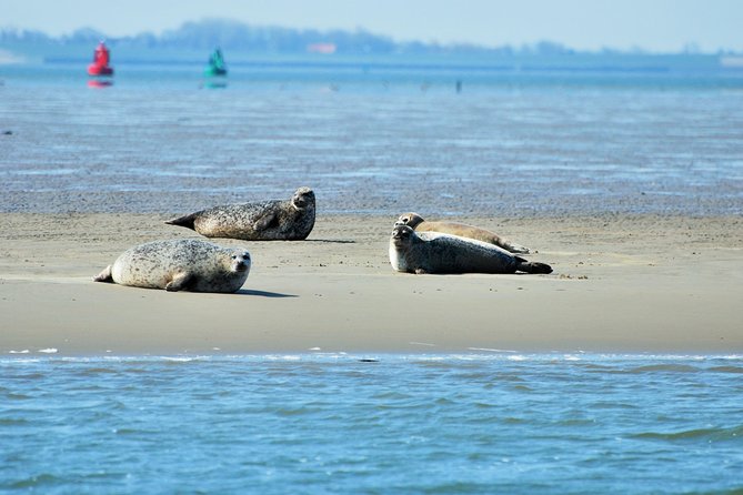 Seal Safari at UNESCO Site Waddensea from Amsterdam - Why leave Amsterdam for the Wadden Sea?