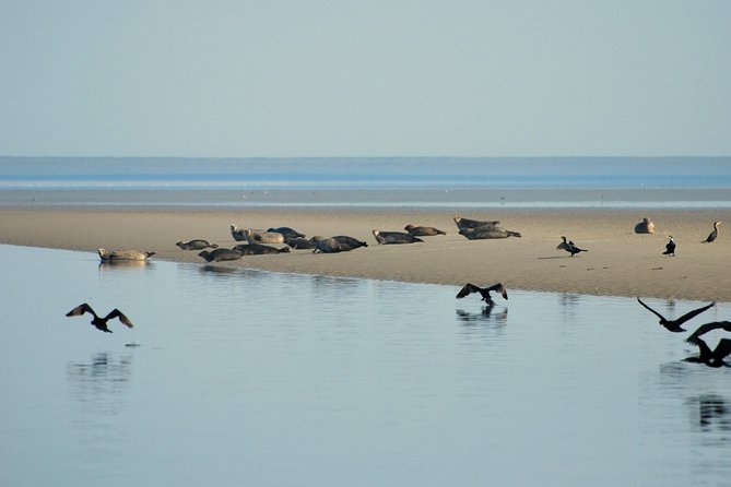 Seal Safari at UNESCO Site Waddensea from Amsterdam - The Wadden Sea boat trip and seal sightings