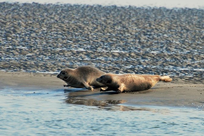 Seal Safari at UNESCO Site Waddensea from Amsterdam - Seeing the Enclosing Dike from the water