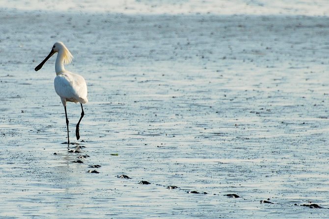 Seal Safari at UNESCO Site Waddensea from Amsterdam - Is the $149.78 price good value?