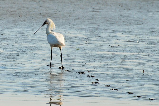 Seal Safari at UNESCO Site Waddensea from Amsterdam - Who will enjoy this day most?