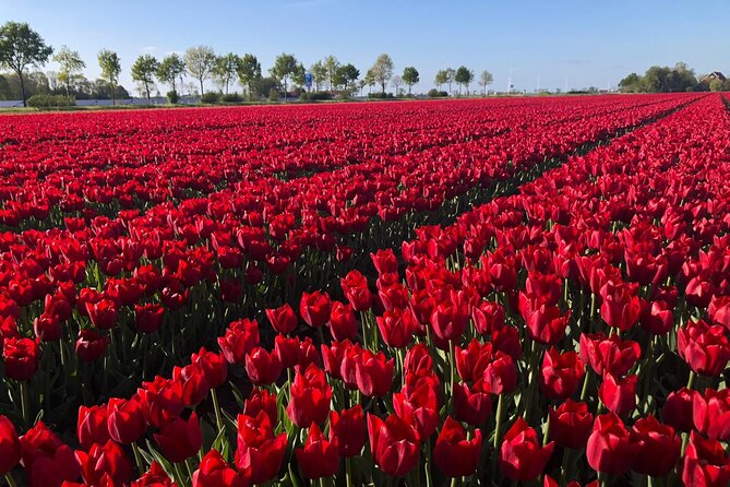 Small Group Keukenhof and Delft Guided Tour from Amsterdam - The Lisse bulb fields: beautiful, brief, and seasonal