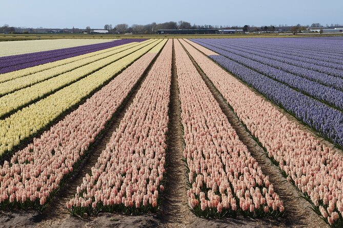 Small Group Keukenhof and Delft Guided Tour from Amsterdam - Meeting at the DoubleTree at 9:30 a.m.