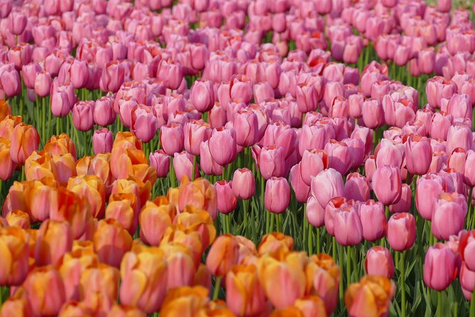 Taking Pictures in the Tulip Field at De Tulperij - The photo session among the production flowers