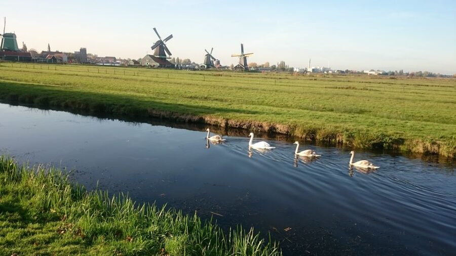Zaanse Schans Windmills 4-Hour Tour in Italian - Tasting Dutch cheese at a local farm