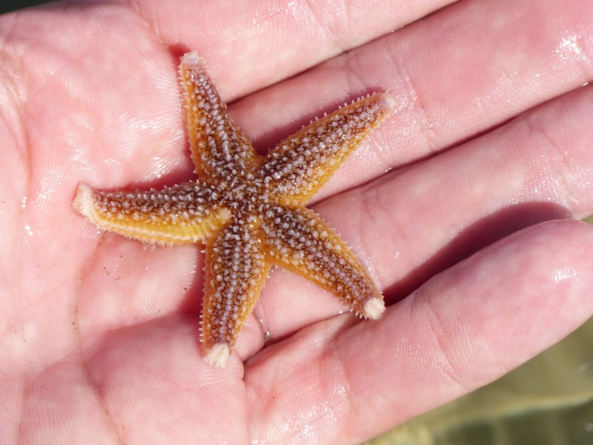 Zeeland Zeehonden strand safari NL/DE - A working beach safari at Neeltje Jans
