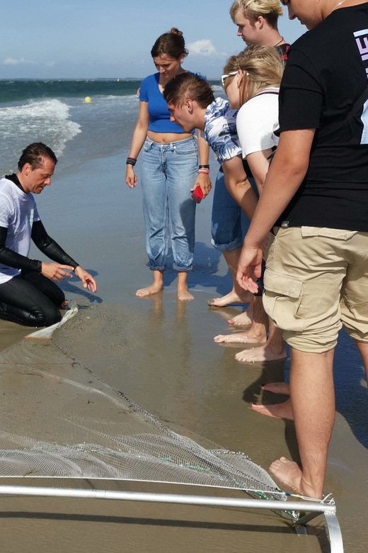 Zeeland Zeehonden strand safari NL/DE - Meeting point and timing tips