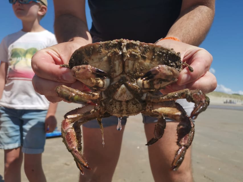 Zeeland Zeehonden strand safari NL/DE - How much value do you get for $19?