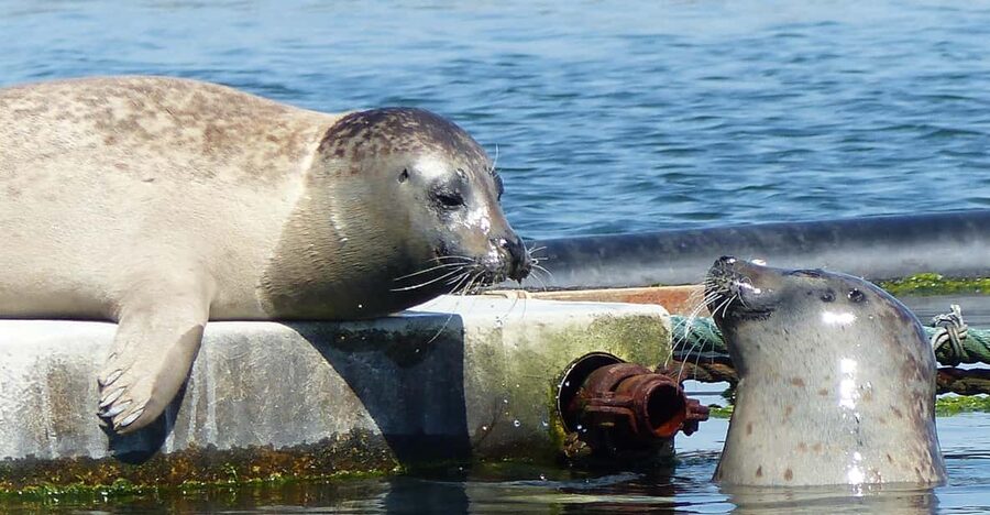 Zeeland Zeehonden strand safari NL/DE - What to bring for a comfortable outing